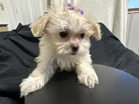 Marcia, a female Shihpoo for sale in Athens, WI – Photo 10 of 10