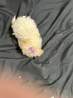 Marcia, a female Shihpoo for sale in Athens, WI – Photo 5 of 10