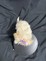 Marcia, a female Shihpoo for sale in Athens, WI – Photo 8 of 10