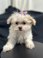 Marcia, a female Shihpoo for sale in Athens, WI – Photo 3 of 10