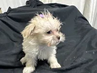 Marcia, a female Shihpoo for sale in Athens, WI – Photo 9 of 10