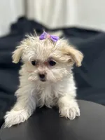 Marcia, a female Shihpoo for sale in Athens, WI – Photo 4 of 10
