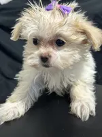Marcia, a female Shihpoo for sale in Athens, WI – Photo 6 of 10