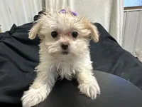 Marcia, a female Shihpoo for sale in Athens, WI – Photo 7 of 10