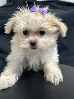Marcia, a female Shihpoo for sale in Athens, WI – Photo 1 of 10