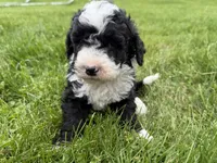 Huey, a male Miniature Bernedoodle for sale in Athens, WI – 8 of 10