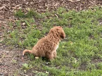 Susie, a female Cavapoo for sale in Athens, WI – 9 of 10