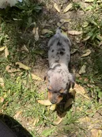 Hattie, a female Miniature Dachshund for sale in Athens, WI – 8 of 10