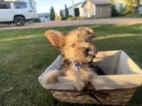 Buzz, a male Morkie for sale in Athens, WI – 7 of 10