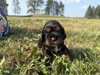 Hanna, a female Cocker Spaniel for sale in Athens, WI – 2 of 6
