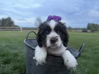 AKC Monica, a female Cocker Spaniel for sale in Athens, WI – 7 of 10