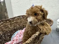 Quinn, a female Poodle - Miniature  for sale in Athens, WI – Photo 6 of 10