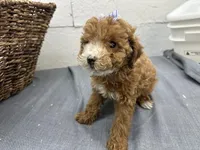 Quinn, a female Poodle - Miniature  for sale in Athens, WI – Photo 7 of 10