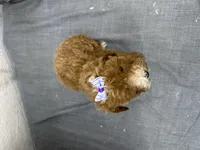 Quinn, a female Poodle - Miniature  for sale in Athens, WI – Photo 8 of 10