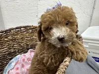 Quinn, a female Poodle - Miniature  for sale in Athens, WI – Photo 1 of 10