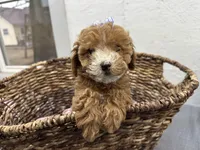 Quinn, a female Poodle - Miniature  for sale in Athens, WI – Photo 5 of 10