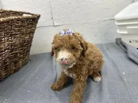 Quinn, a female Poodle - Miniature  for sale in Athens, WI – Photo 3 of 10