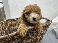 Quinn, a female Poodle - Miniature  for sale in Athens, WI – Photo 2 of 10