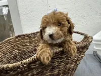 Quinn, a female Poodle - Miniature  for sale in Athens, WI – Photo 9 of 10