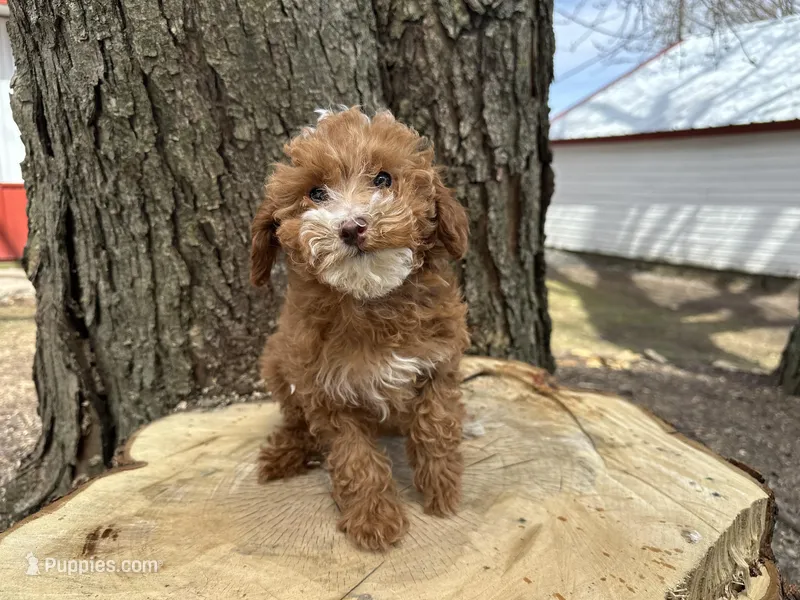 Quinn – Poodle - Miniature  puppy for sale in Athens, WI