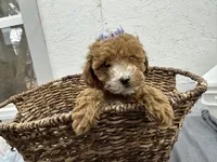 Quinn, a female Poodle - Miniature  for sale in Athens, WI – Photo 10 of 10