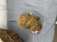 Quinn, a female Poodle - Miniature  for sale in Athens, WI – Photo 4 of 10