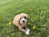 Eddie, a male Cavapoo for sale in Athens, WI – 9 of 10