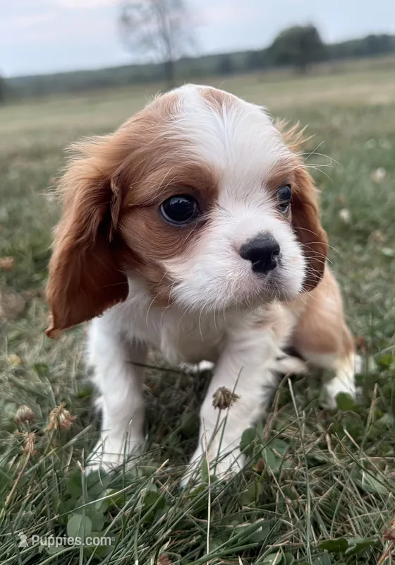 AKC Donovan – Cavalier King Charles Spaniel puppy for sale in Athens, WI