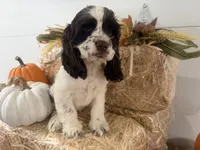 AKC Wren, a female Cocker Spaniel for sale in Athens, WI – 9 of 10