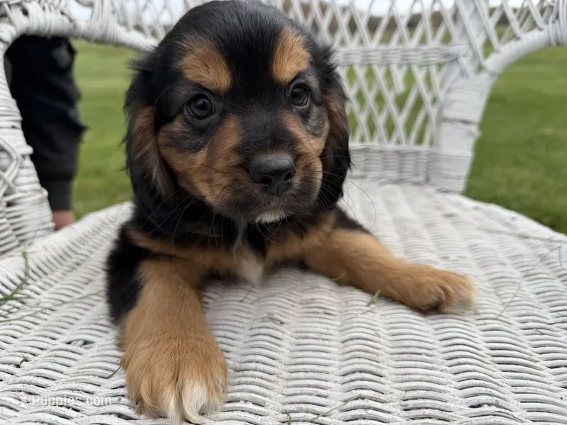 Rick – Cocker Spaniel, Miniature Australian Shepherd puppy for sale in Athens, WI