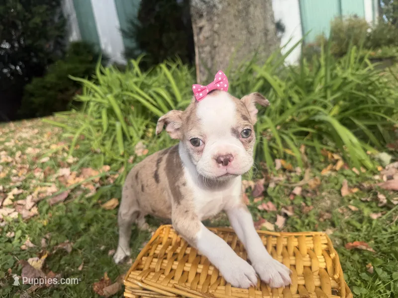 Patty – Boston Terrier puppy for sale in Athens, WI