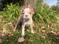 Patty, a female Boston Terrier for sale in Athens, WI – 10 of 10