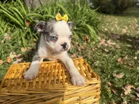 Priscilla, a female Boston Terrier for sale in Athens, WI – 2 of 10