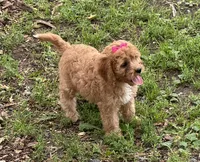 Susie, a female Cavapoo for sale in Athens, WI – 2 of 10
