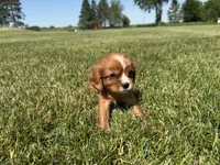 AKC Dax, a male Cavalier King Charles Spaniel for sale in Athens, WI – 8 of 10