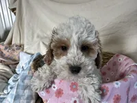 Goldie, a female Miniature Goldendoodle for sale in Athens, WI – Photo 10 of 10