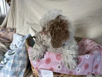Goldie, a female Miniature Goldendoodle for sale in Athens, WI – Photo 9 of 10