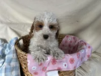 Goldie, a female Miniature Goldendoodle for sale in Athens, WI – Photo 8 of 10