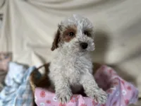 Goldie, a female Miniature Goldendoodle for sale in Athens, WI – Photo 3 of 10