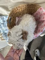 Goldie, a female Miniature Goldendoodle for sale in Athens, WI – Photo 4 of 10