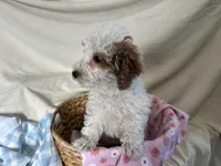 Goldie, a female Miniature Goldendoodle for sale in Athens, WI – Photo 6 of 10