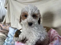Goldie, a female Miniature Goldendoodle for sale in Athens, WI – Photo 1 of 10