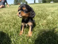 AKC Dash, a male Cavalier King Charles Spaniel for sale in Athens, WI – 7 of 10