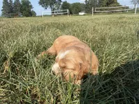 Holly, a female Cocker Spaniel for sale in Athens, WI – 7 of 10