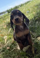 Harper, a female Miniature Dachshund for sale in Athens, WI – 2 of 10