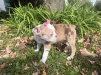 Patty, a female Boston Terrier for sale in Athens, WI – 9 of 10