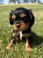 AKC Dexter, a male Cavalier King Charles Spaniel for sale in Athens, WI – 1 of 10