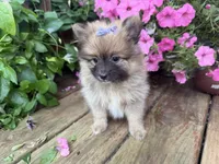 Tiffany, a female Pomeranian for sale in Athens, WI – 2 of 10