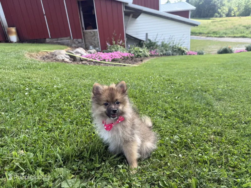 Tiffany – Pomeranian puppy for sale in Athens, WI
