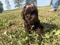 Elle, a female Poodle - Toy  for sale in Athens, WI – 9 of 10